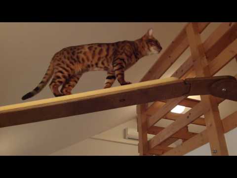 Bengalen - Der neue Kratzbaum wird erkundet.