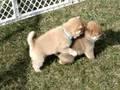 Tag Team Match