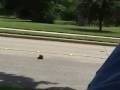 videos de It's 5 o' clock do you know where your squirrels are?