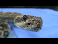 Rattlesnakes of the Desert South West Part 1 Rattlesnakes of the Desert South West Part 1