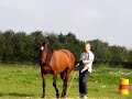 Trail Ride & Parelli Playday