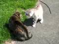 stormy vs six toed bitch cat
