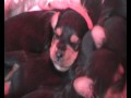 2e Week Pupps Shelly 2009_12_22_16_12_38.wmv