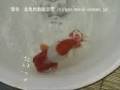 らんちゅう部門 銀賞（2位）＠第4回 生き物大好き LOVE FISHフェア