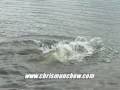 Awesome Boat Side Muskie Strike