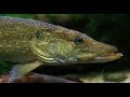 California Heartland - The Fight Against Pike