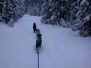 Here is Tempo the Alaskan Husky in the lead followed by Otto and Mojo  the German Shorthaired Pointers in single file near Lake Tahoe.  It was a nice blue wax day about 20 degrees F and overcast.  The trail was packed ski tracks under about 6 inches of fresh powder.