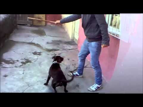 pitbul