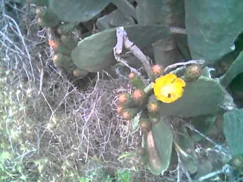 how to harvest prickly pear cactus fruit