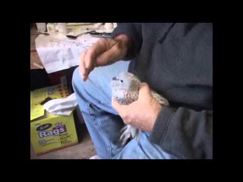 how to treat pmv in pigeons