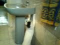 Perip�cias de Tikolino