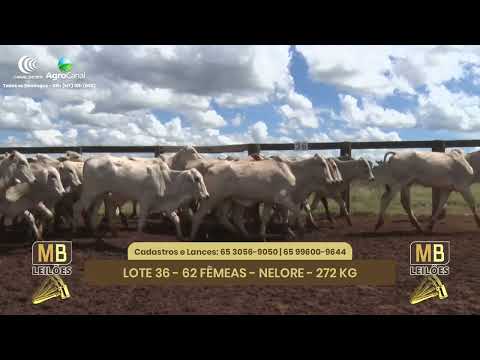 545� LEIL�O VIRTUAL MB LEIL�ES