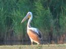 White Pelican - Pelecanus onocrotalus