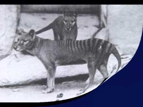 Tigre - Breve información, fotos y video sobre el último tigre de Tasmania, también conocido como Tilacino, el cual habitó en Australia hasta 1936.