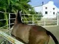 arano pre birth 05/2007