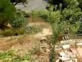 Airedale Terrier video