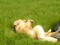 Kai in field