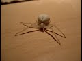 White Spider feat K T Tunstall
