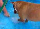 Pit-Bull in Pool Pit-Bull in Pool
