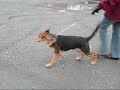 Chien Clarisse ...