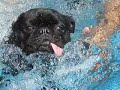 Pool DOG!
