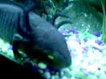 alexi-the-axolotl.html