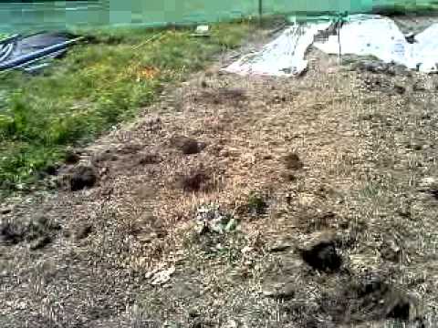 how to transplant turnips