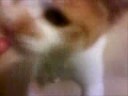 videos de another kitty up for adoption