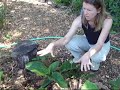 www.permies.com Comfrey may be the most talked about permaculture plant. It is commonly planted under fruit trees because it does not compete with tree roots, but it does compete with plants that do compete with tree roots. Alexia Allen of Hawthorn Farm tell us how she like using it as a poultice. We get to see bees and ants racing for the nectar of the comfrey blossoms. She also feeds it to her animals. Toby Hemenway is the author of 