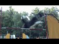 A3K Club Agility Video