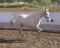 Cremello Lusitano Stallion Vento