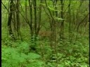 Putin Tranquilizes Tigress