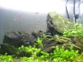 planted aquarium 45cube ~群れる~