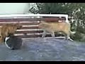 k?zlar i�in b�yle kavga edilir izleeeeeeee........