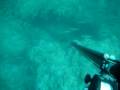 Reef-Spearfishing