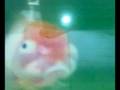 redcap