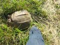 Snapping Turtle Rescue!