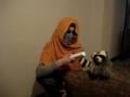 videos de las torturas a un mapache (Mapi)