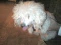 El perro nadador