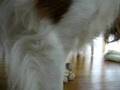 videos de Bella and the Bunny