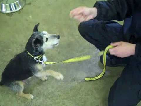 Dogs Trust Darlington: Toby shows off his new trick!