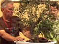Walter Pall bonsai demo: Phillyrea latifolia - part 1/3