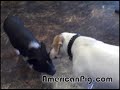 Barbie Q. the pig and Dozer the dog flirting