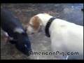 Barbie Q. the pig and Dozer the dog flirting