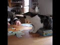 Willi, der Spielverderber