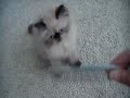 Unsuccessfully combing a Himalayan Kitten