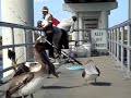 Pelican swallows mullet