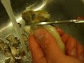 How to clean a razor clam How to clean a razor clam
