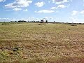 Silage Harvester second cut (large row)
