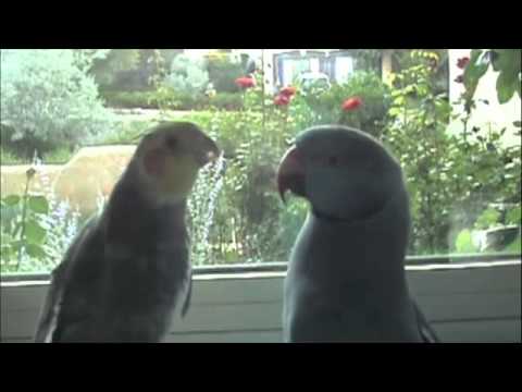 chesawoo - http://www.marnietalk.com Two friends having a chat by the window.